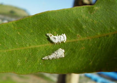 Eucalyptolyma maideni