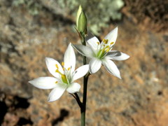 Ornithogalum hispidum