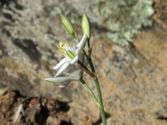 Ornithogalum hispidum