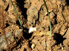 Ornithogalum hispidum