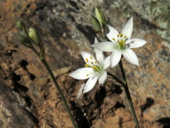 Ornithogalum hispidum