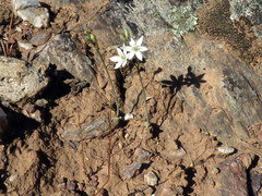 Ornithogalum hispidum
