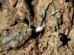 Ornithogalum hispidum