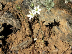 Ornithogalum hispidum