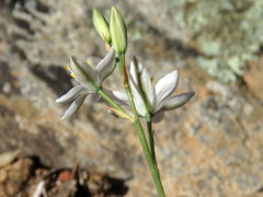 Ornithogalum hispidum
