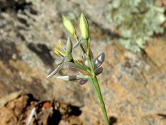 Ornithogalum hispidum