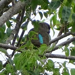 Poicephalus meyeri
