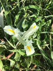 Iris palaestina