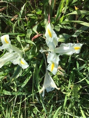 Iris palaestina