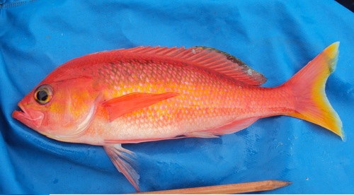 Damsel bass (Hemanthias signifer) — Serranidae