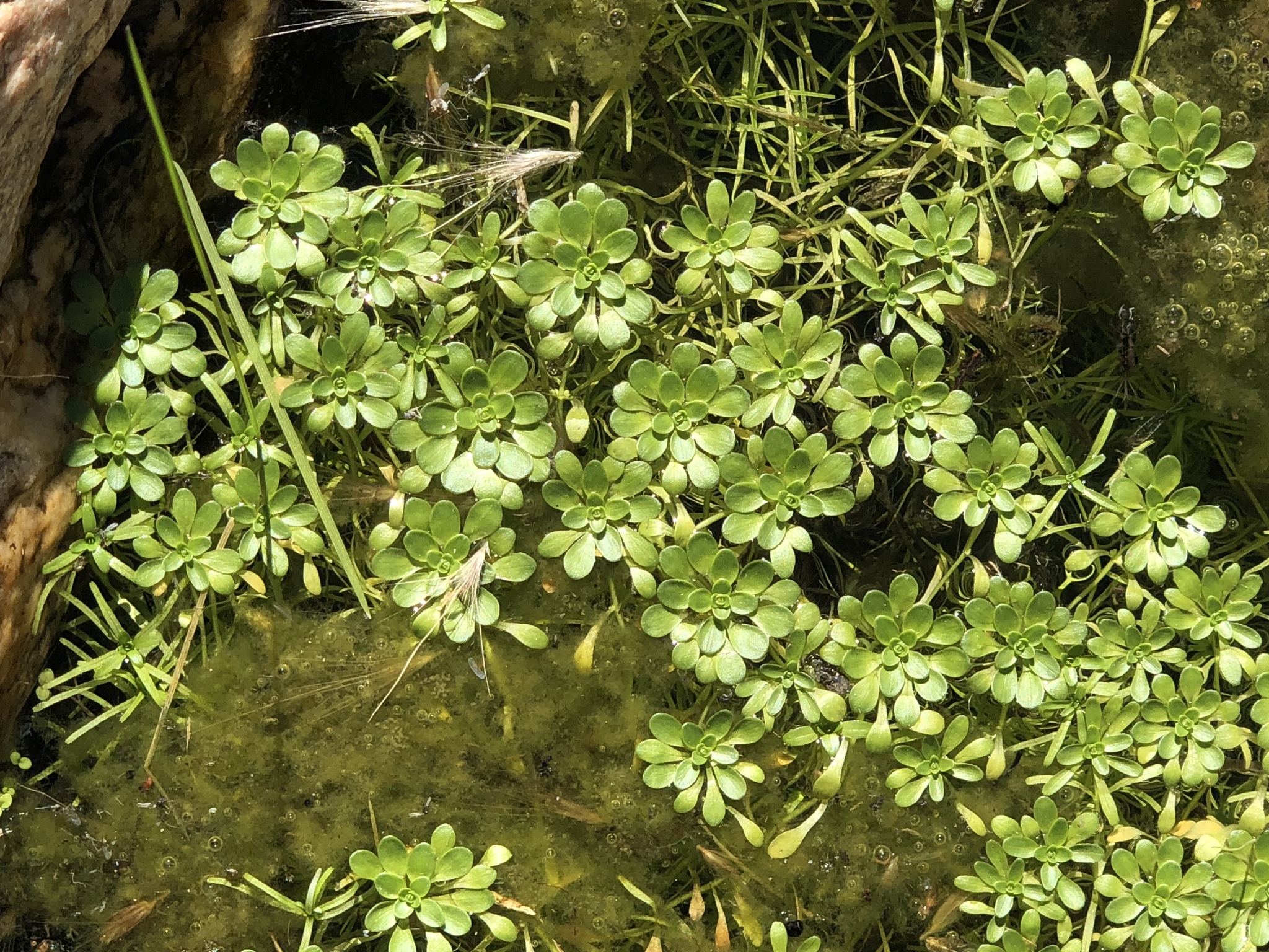 Callitriche heterophylla