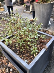 Magnoliopsida