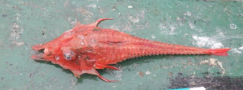 Barbed armoured gurnard (Peristedion barbiger) — Peristediidae — 3