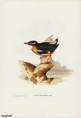Banda Sea Pitta photo 3
