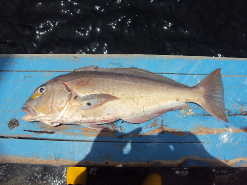 Bighead tilefish (Caulolatilus affinis) — Malacanthidae — 2