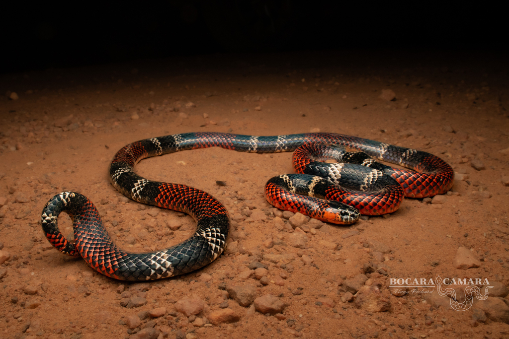 Green army Tricolor Snake Scale tricolor Tricolor Hognose Green army Tricolor Snake Scale tricolor Tricolor Hognose