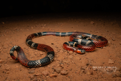 Pantanal Coral Snake photo 1
