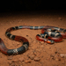 Argentinean Coralsnake - Photo (c) Aloys PICHARD, some rights reserved (CC BY-NC), uploaded by Aloys PICHARD
