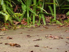 Arremonops conirostris