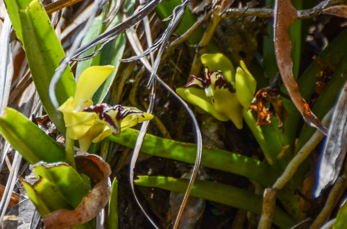 Vanda cristata, photograph 3