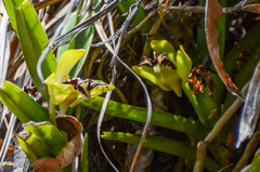 Vanda cristata, photograph (c) Jay Pruett, some rights reserved (CC BY)