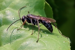 Auplopus mellipes variitarsus