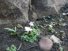 Oxalis fibrosa