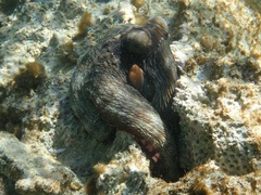 Octopus insularis
