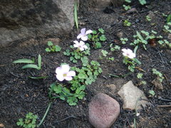 Oxalis fibrosa
