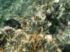 Octopus insularis
