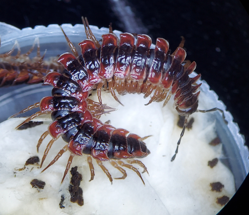 Canadian Flat-back Millipede photo 3