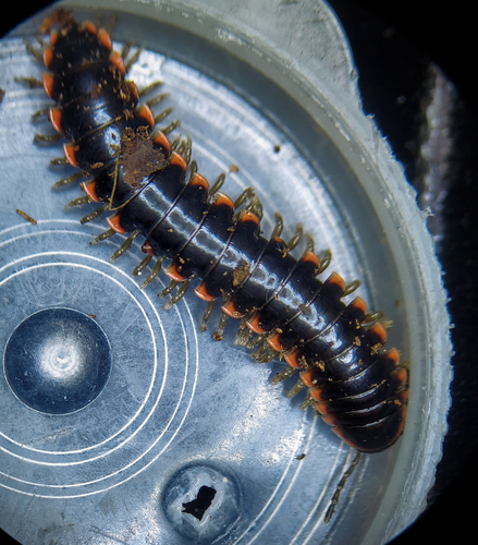 Black Mountain Twisted-Claw Millipede