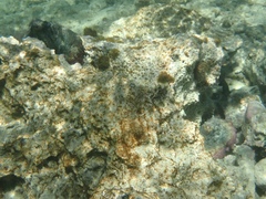 Octopus insularis