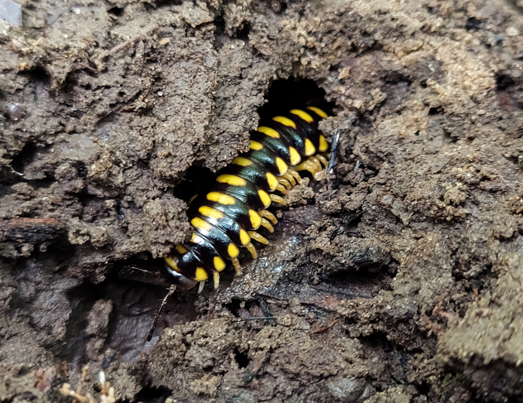 Brachoria insolita