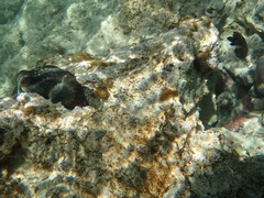 Octopus insularis