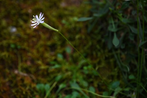 Silene nodulosa