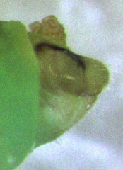 Eucalyptolyma maideni