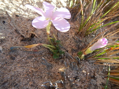 Oxalis fibrosa