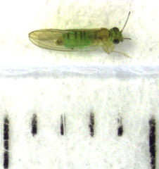 Eucalyptolyma maideni