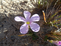 Oxalis fibrosa