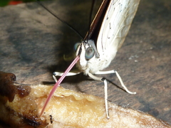 Archaeoprepona demophoon