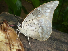 Archaeoprepona demophoon