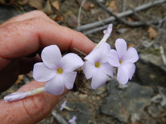 Oxalis fibrosa