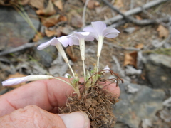Oxalis fibrosa