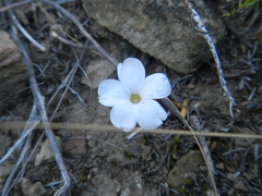 Oxalis fibrosa