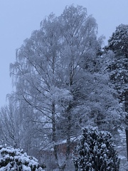 Betula pendula
