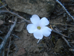 Oxalis fibrosa