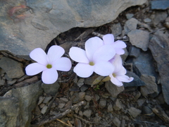Oxalis fibrosa