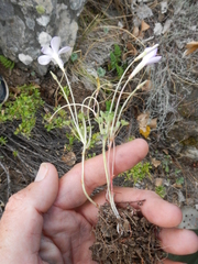 Oxalis fibrosa