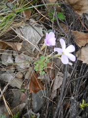 Oxalis fibrosa